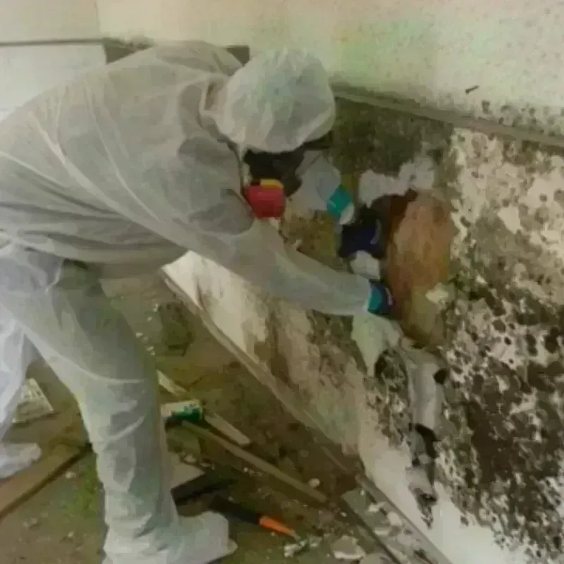 Mold Remediation and Removal in Grove Hill, AL